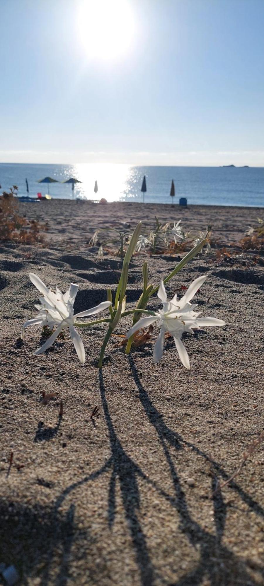 Hébergement de vacances Casa Scirocco Sardegna